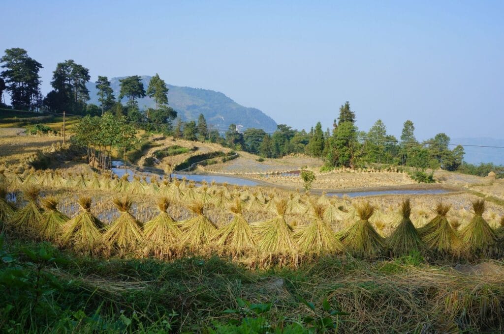 riz récolté en paquets au bord des rizières à Yuanyang