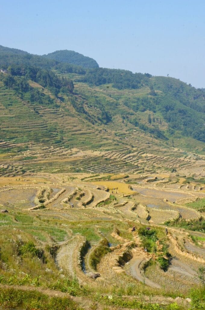 les rizières vertes à la fin de la récolte du riz