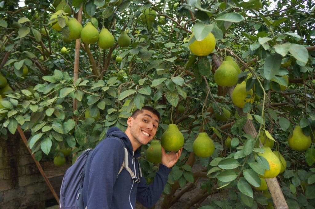 Benoit dans un verger avec de grosses poires