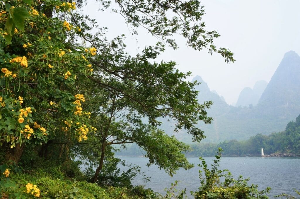 arbre en fleurs jaunes et montagnes karstiques en arrière-fond