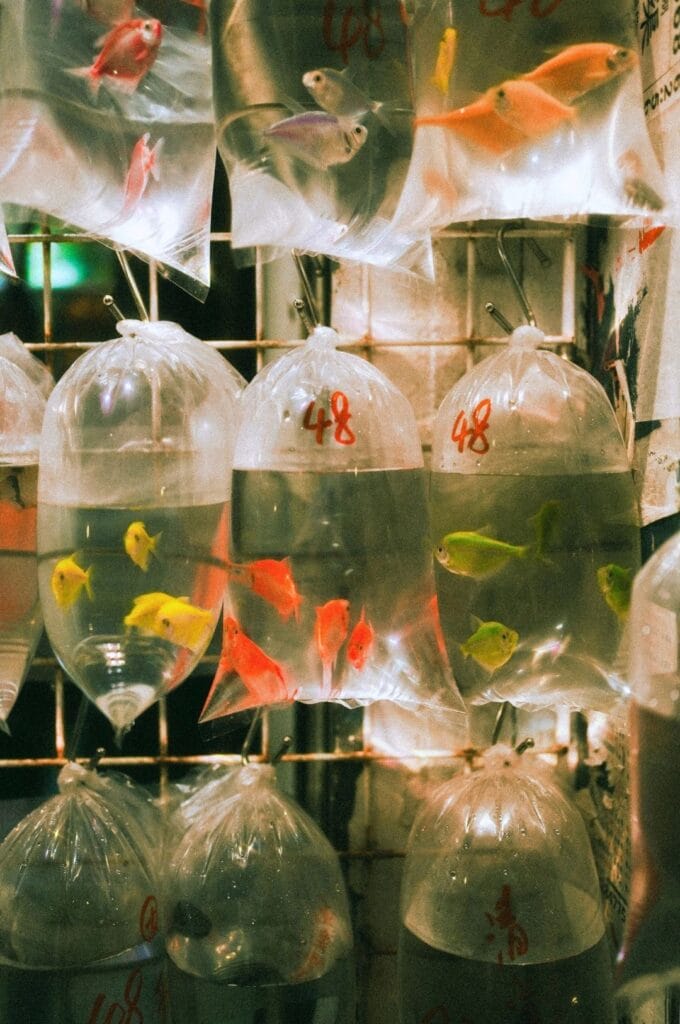 sacs avec des poissons sur le fish market de Hong Kong