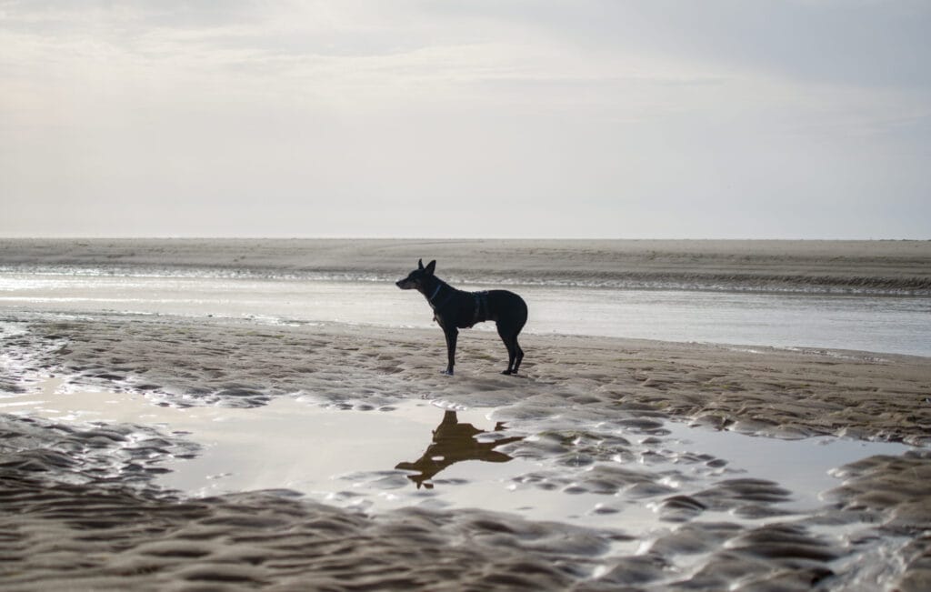 place cacela velha chien