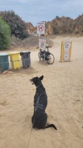 chien plage algarve