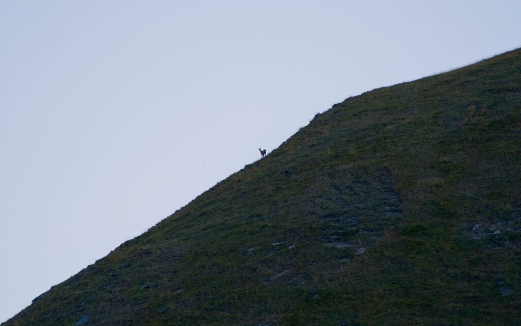 les chamois du col de Torrent