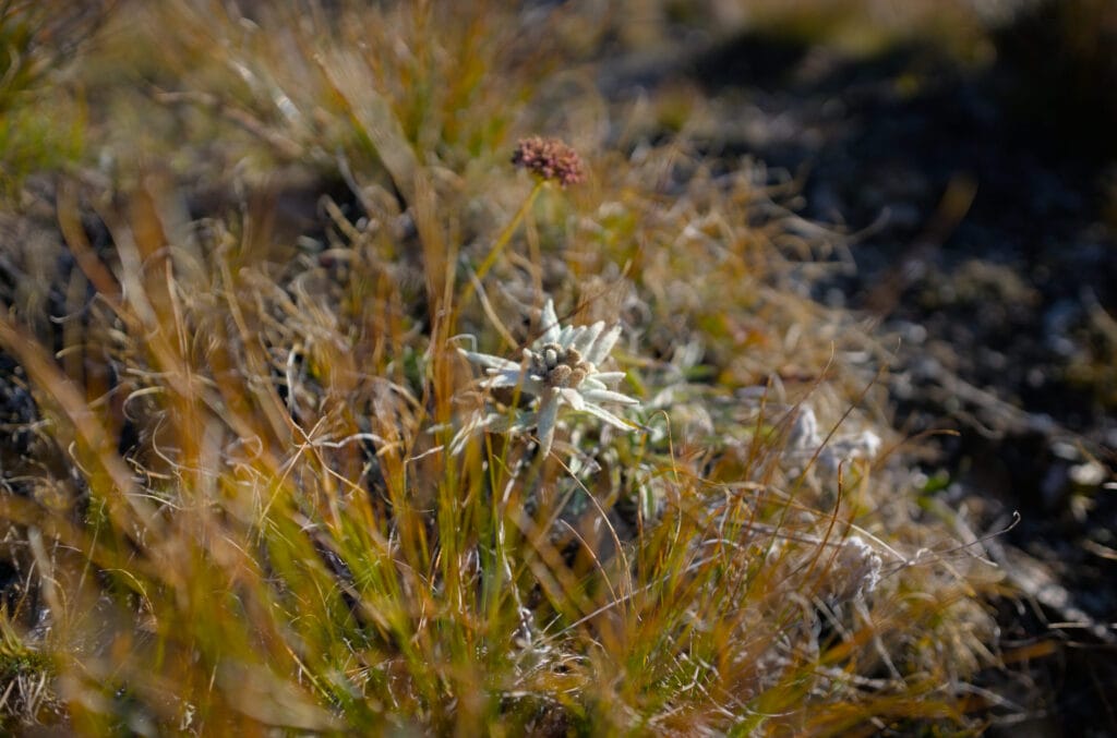 Edelweiss sur l'arête du Prélet