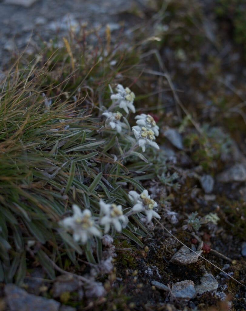 quelques Edelweiss