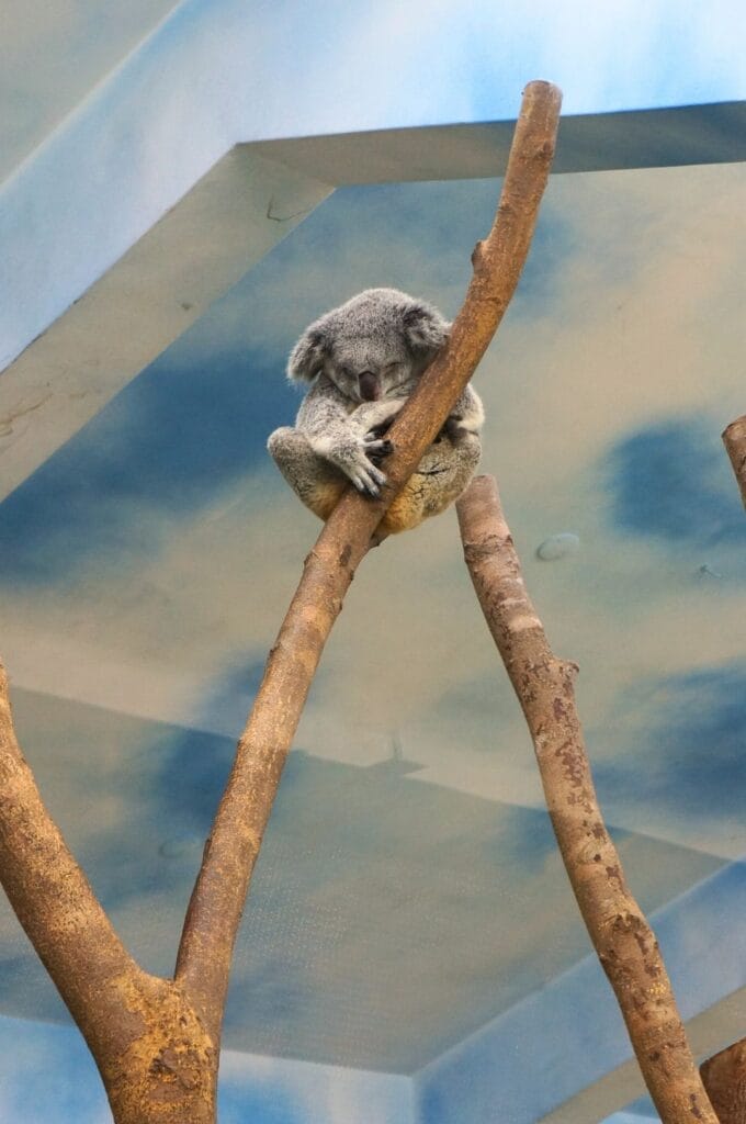 koala endormi sur sa branche dans le zoo de Taipei