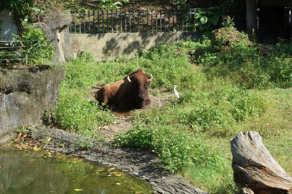 bison dans le zoo de Taipei