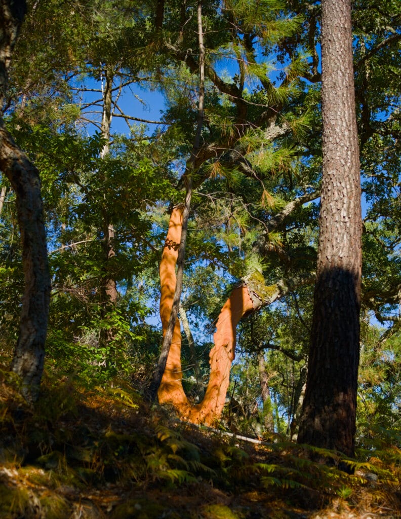 chêne liège portugal