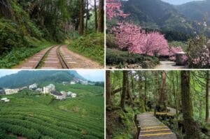 forêt d'Alishan