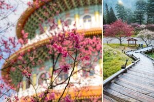 cerisiers en fleurs à Taïwan