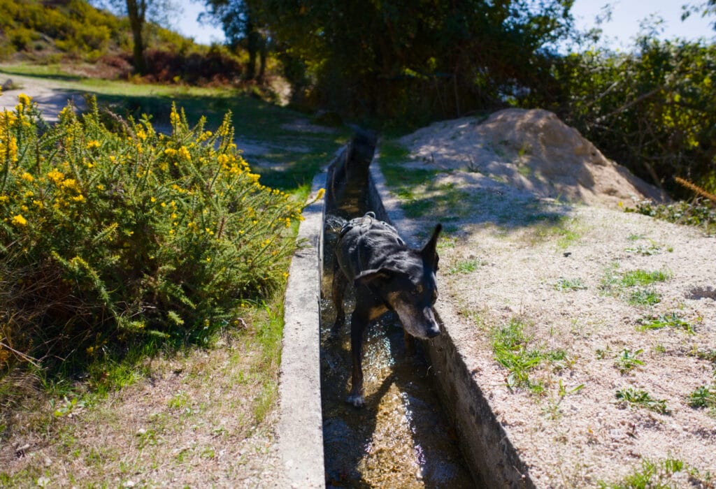 baignade chien canal