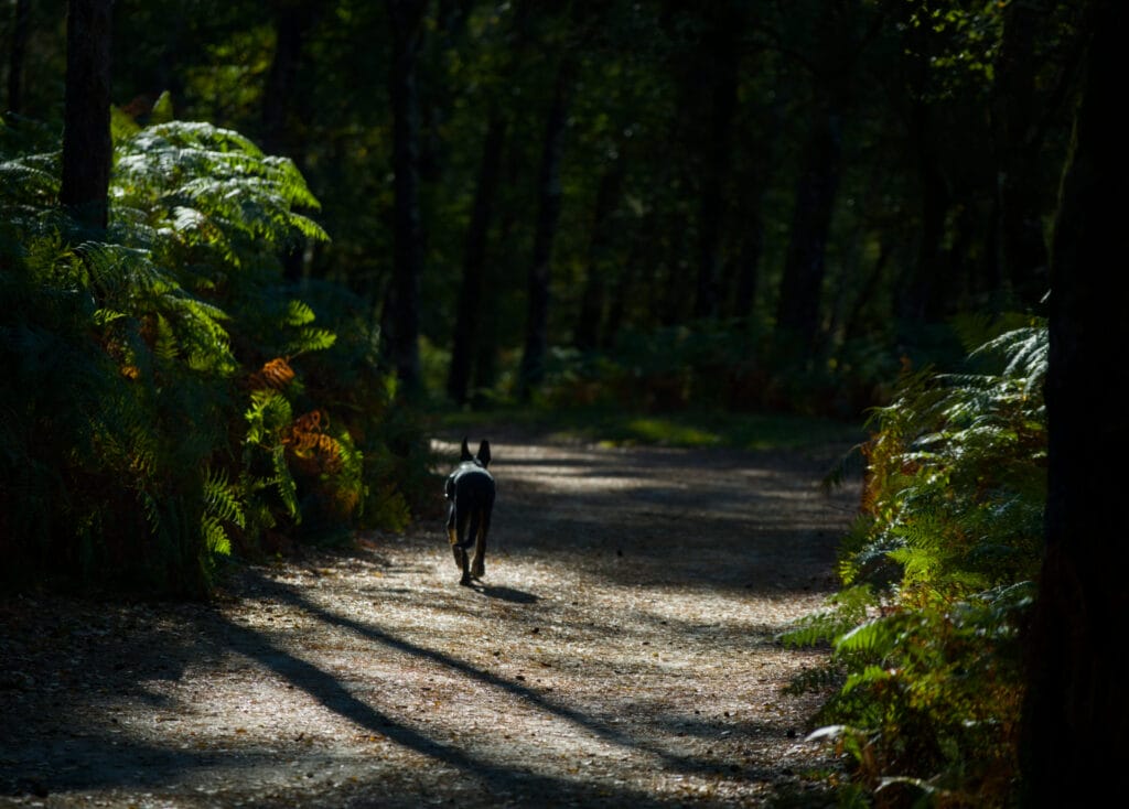 chien en randonnée portugal