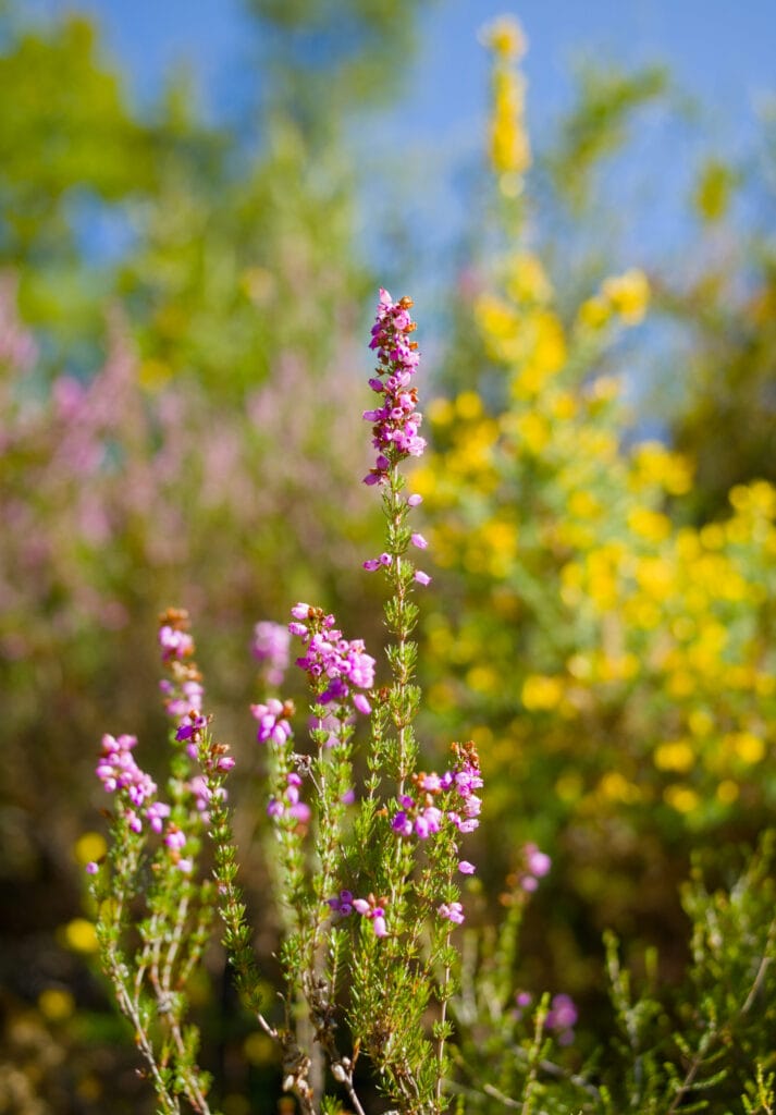 fleur nord du portugal