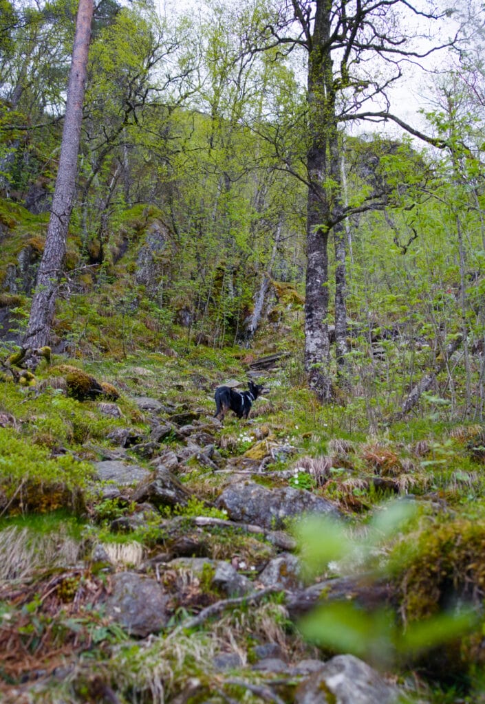 sentier hellandsnuten