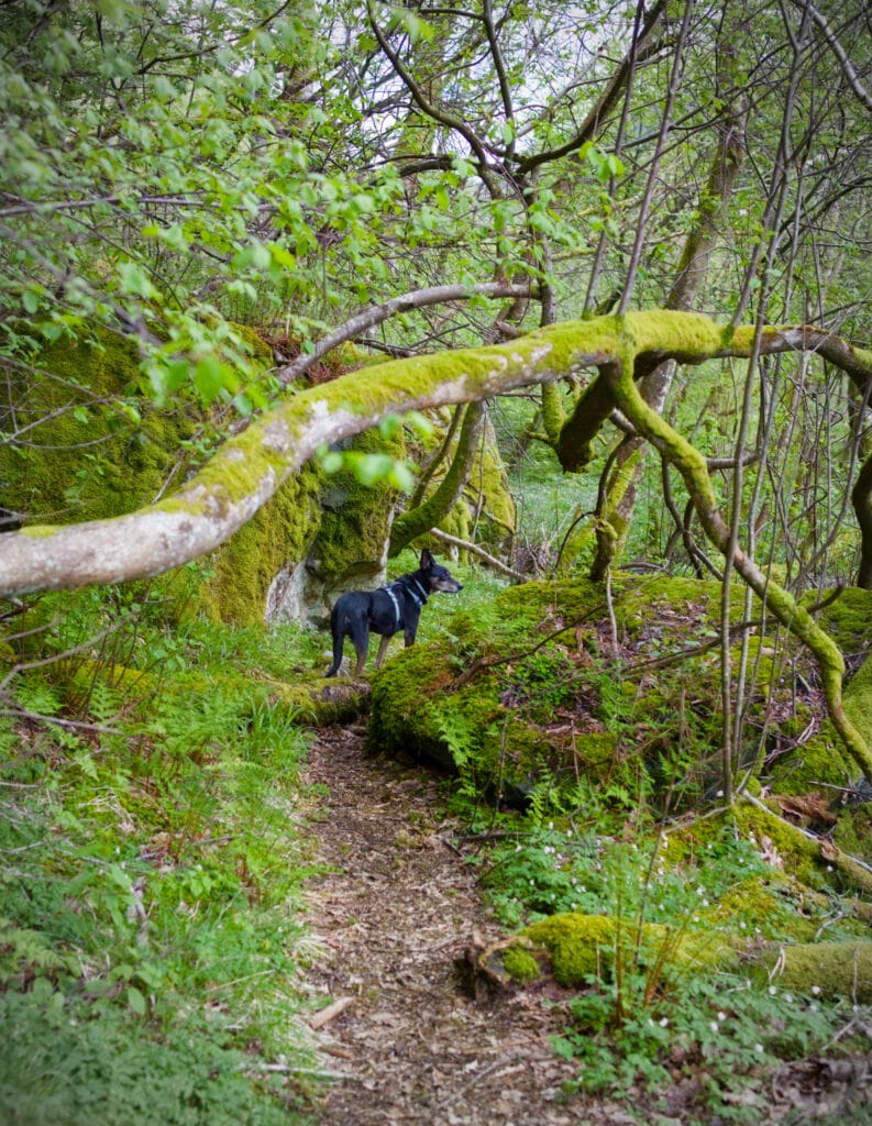 montée à Mulen