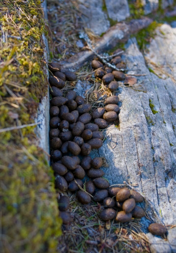 les crottes d'élans