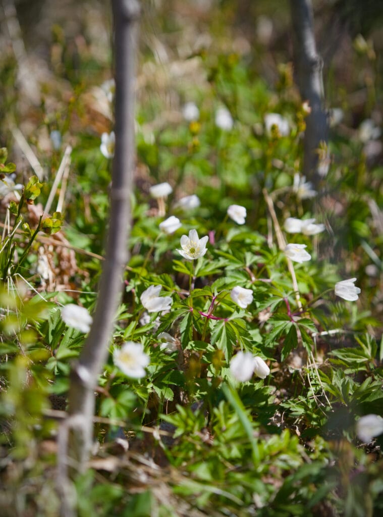 fleur de printemps en Norvège