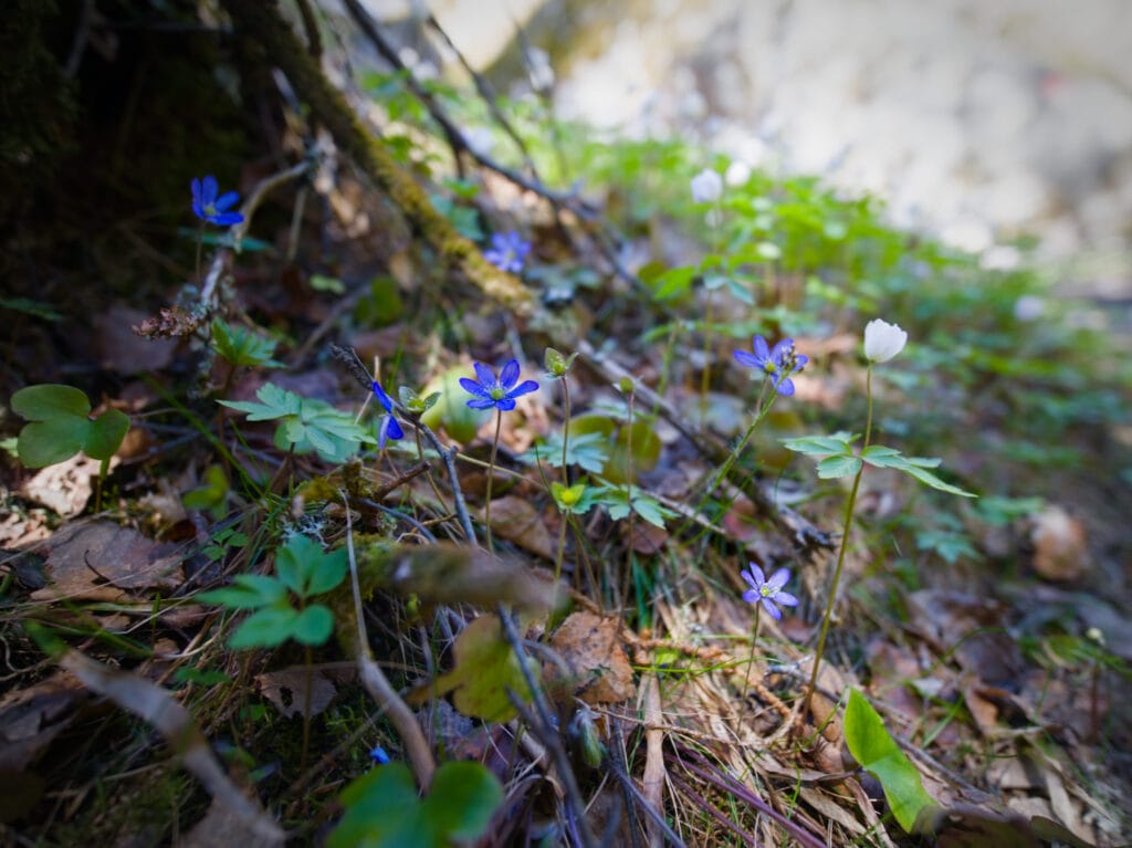 fleurs sur le lardalstigen