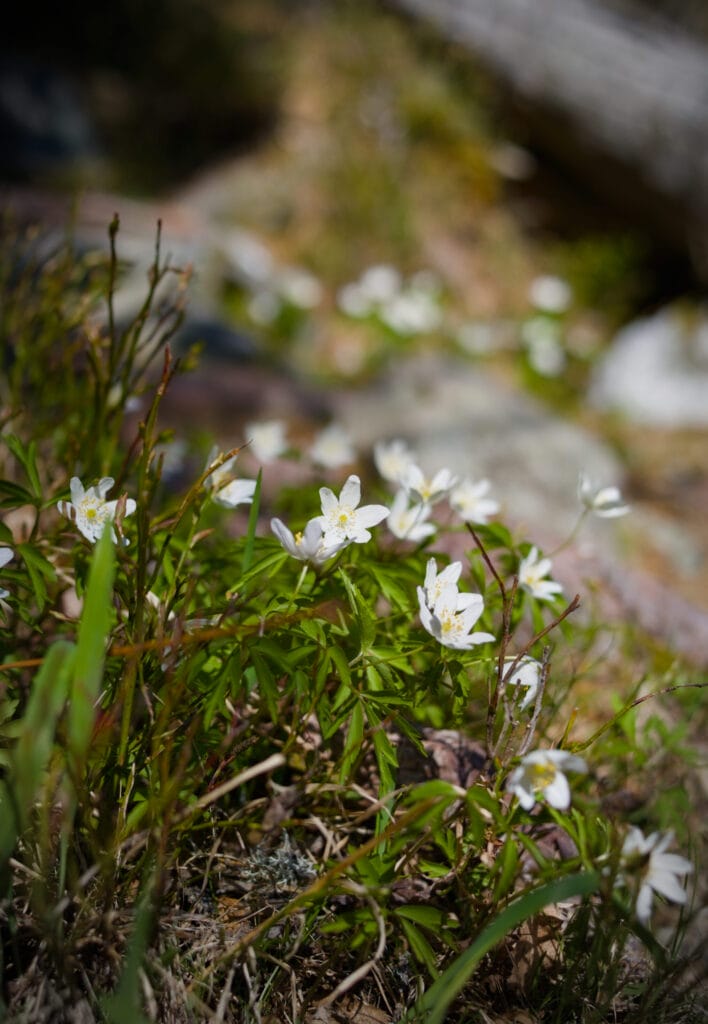 les fleurs du Lardalstigen