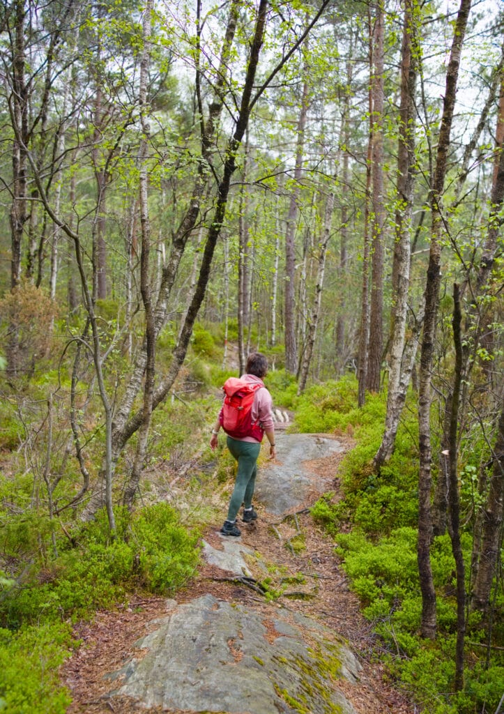 forêt hellandsnuten