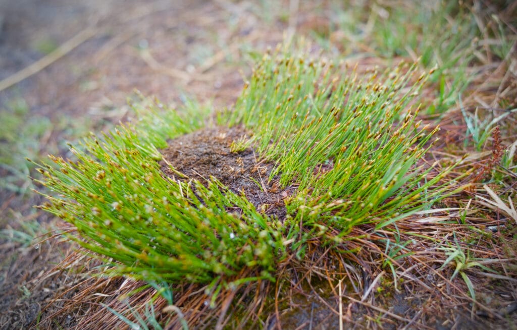touffe d'herbe norvège