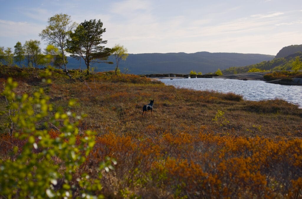 chien skrelia norvège