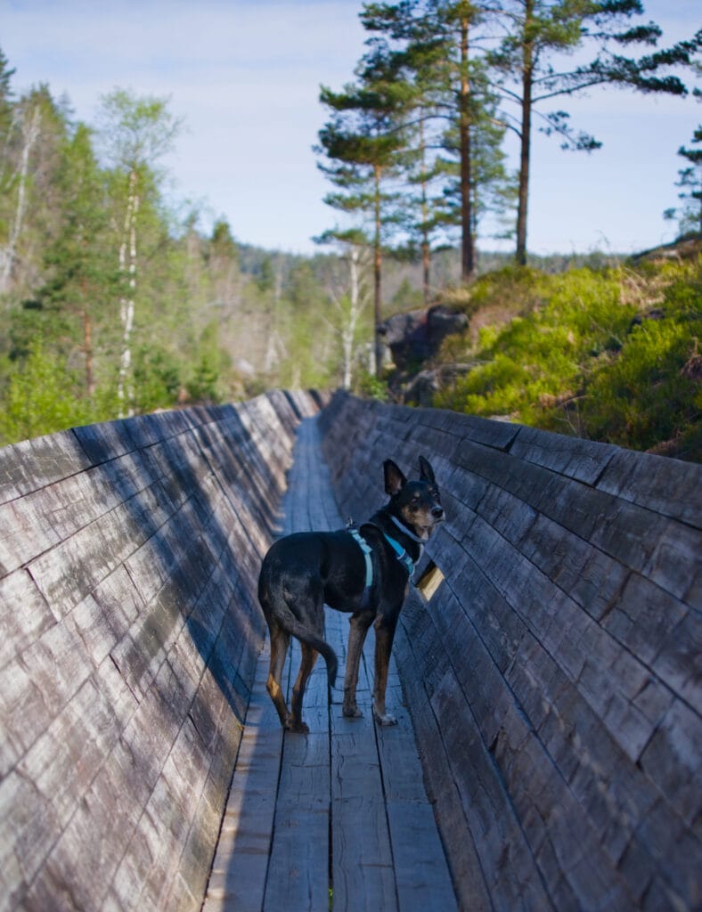 chien sentier tommerrenna