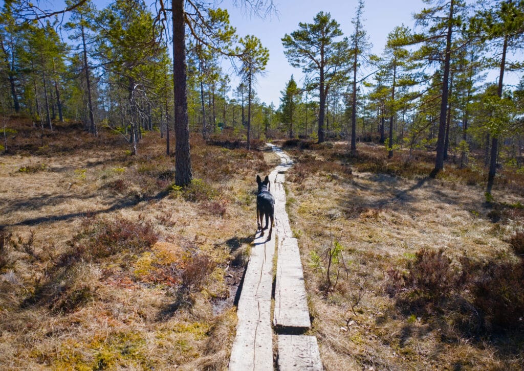 planches pour traverser les marécages