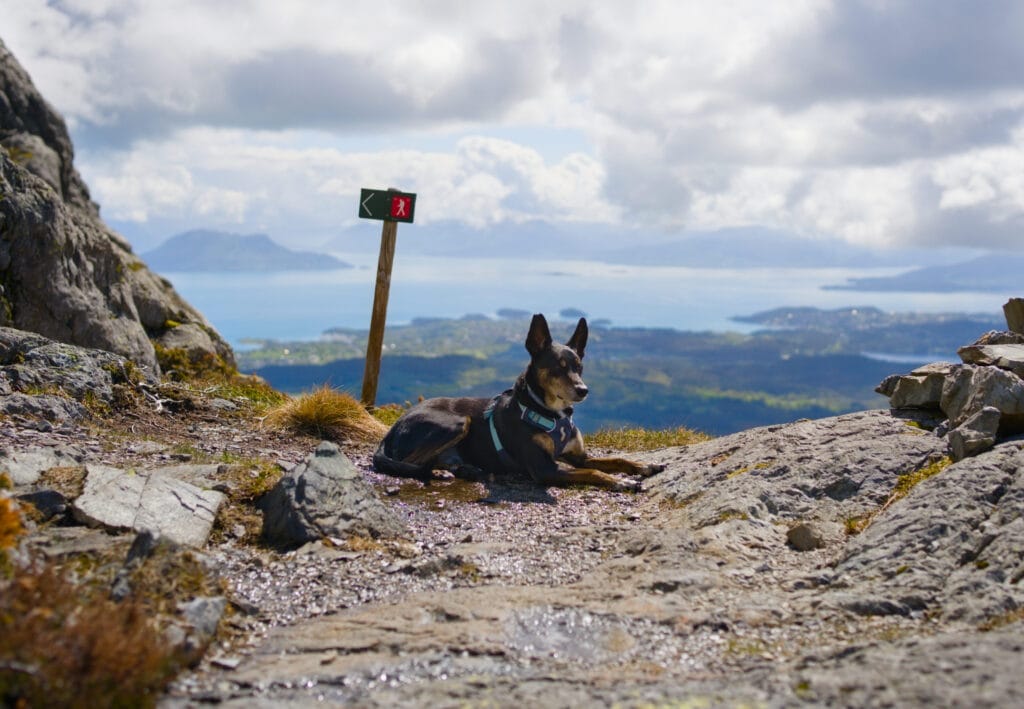 chien en randonnée Stovegolvet