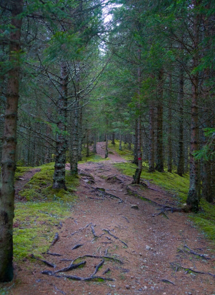 foret-hamnanova