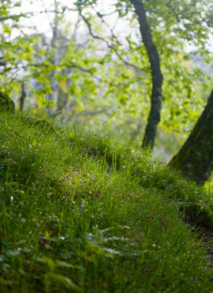 l'herbe humide de bon matin sur le sentier qui monte au Klovane
