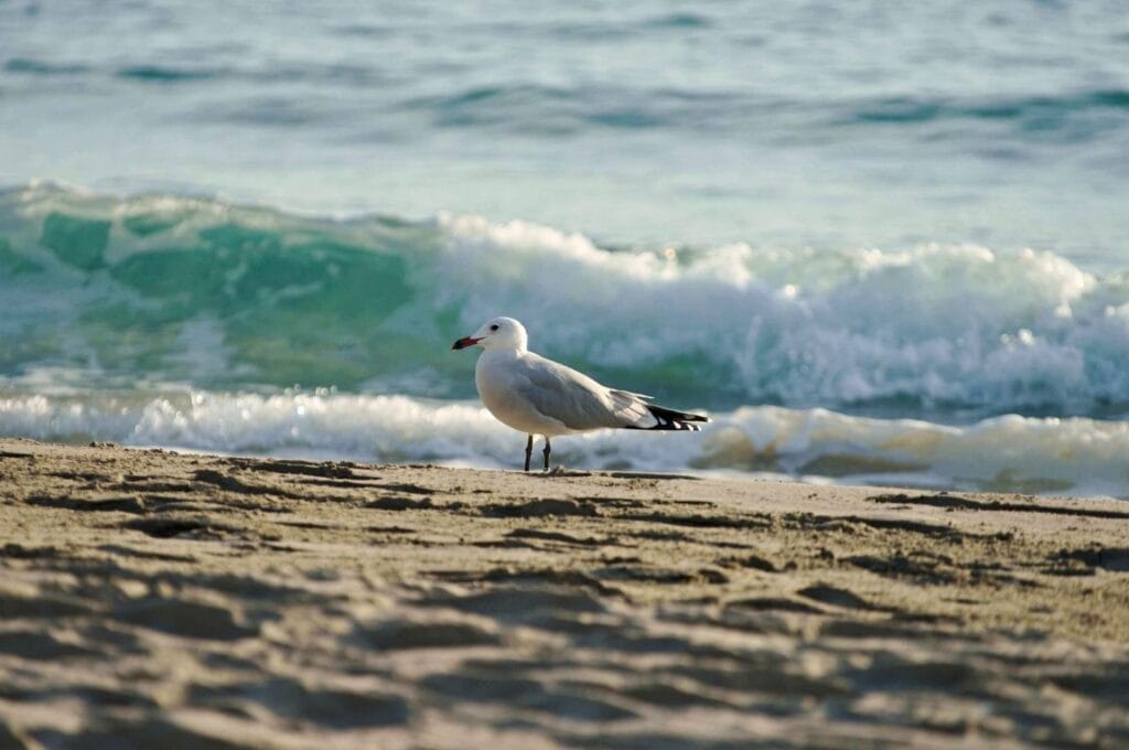 mouette sur le sable de Minorque avec la mer Méditerranée en arrière-plan