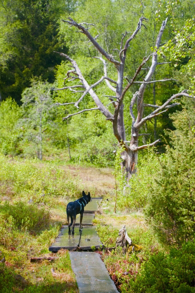 sentier foret