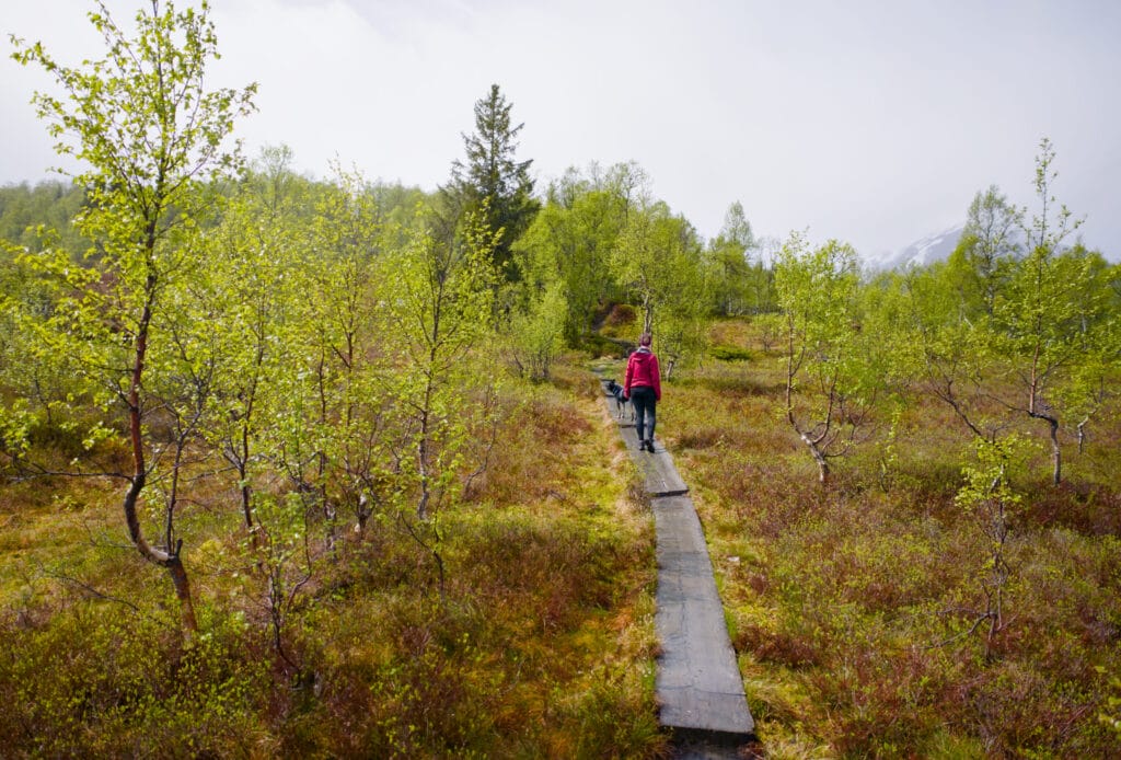 passerelle bois en norvège