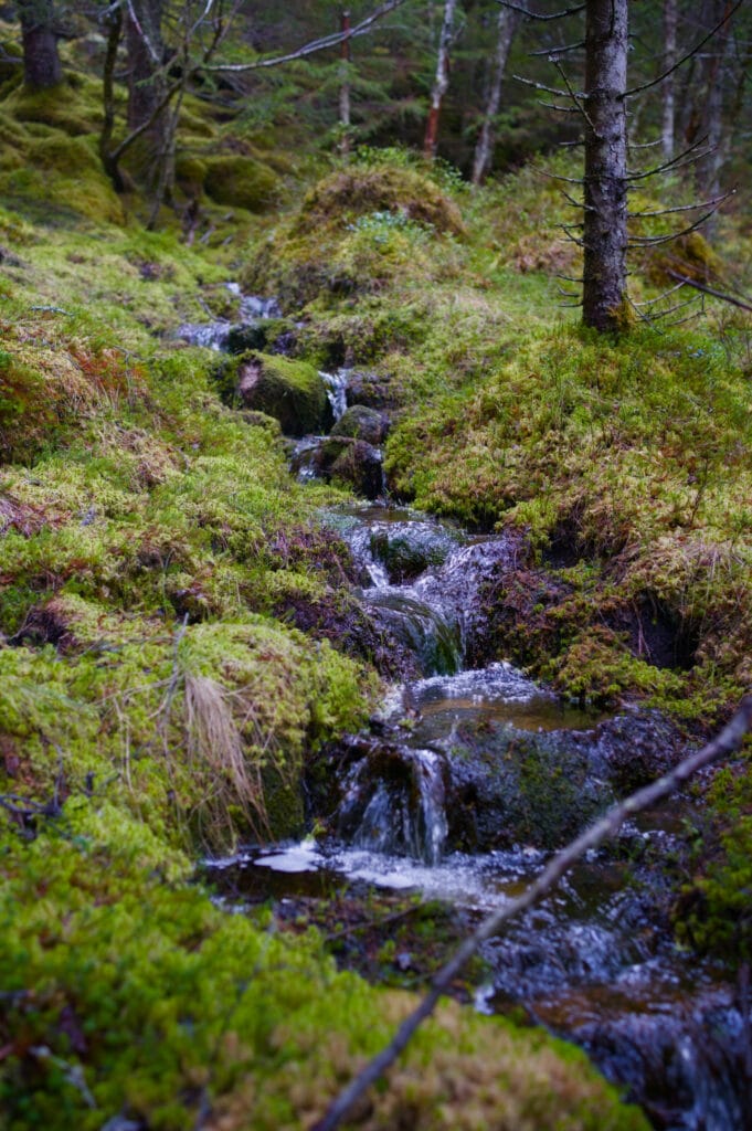 rivière dans la forêt