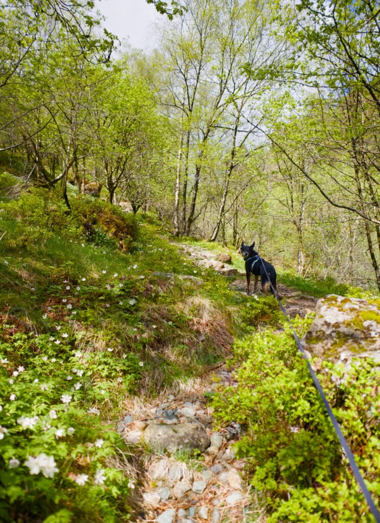 sentier de randonnée en norvège