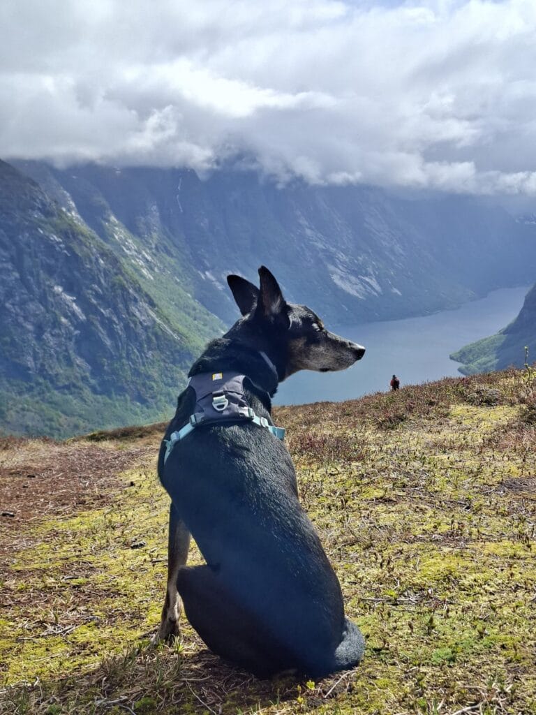 chien hamnanova