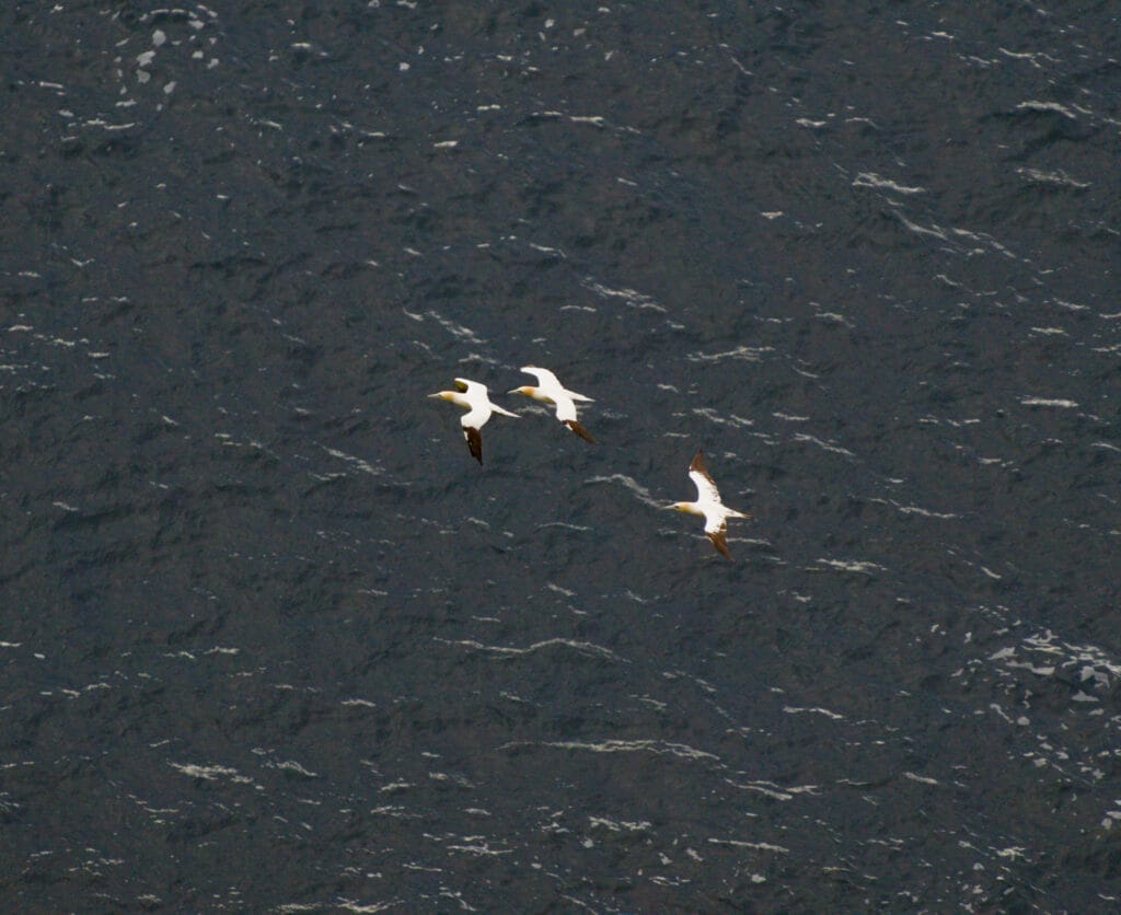 Havsule à runde