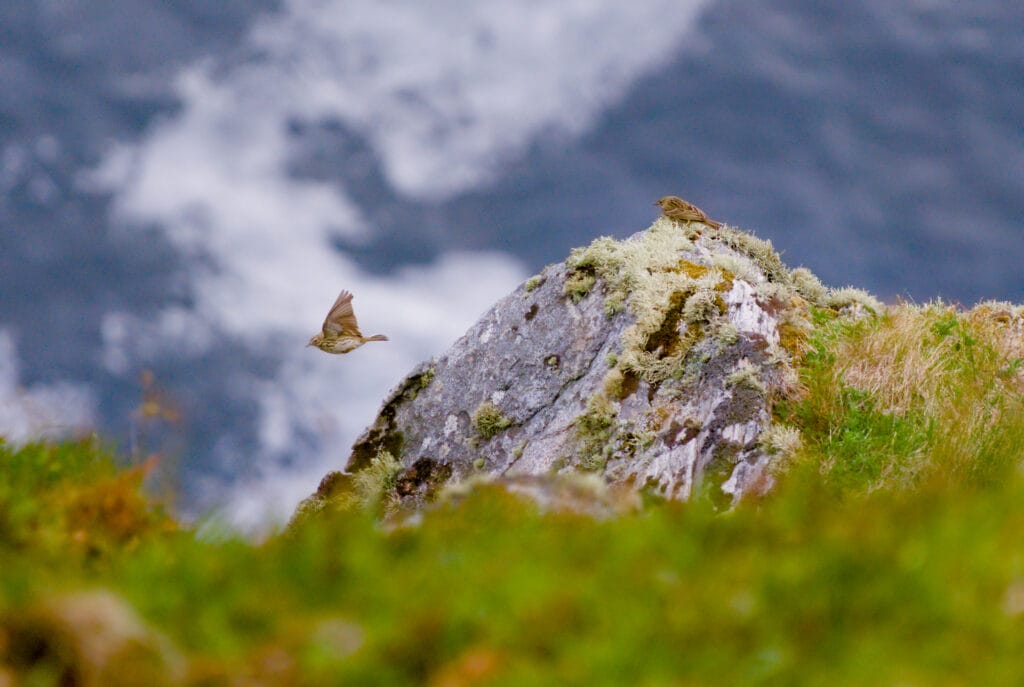 oiseau qui s'envole, runde