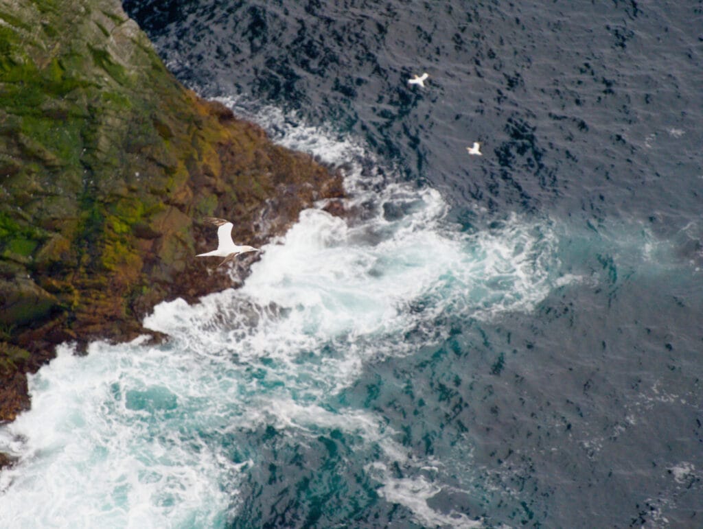 Havsule sur les falaise de runde