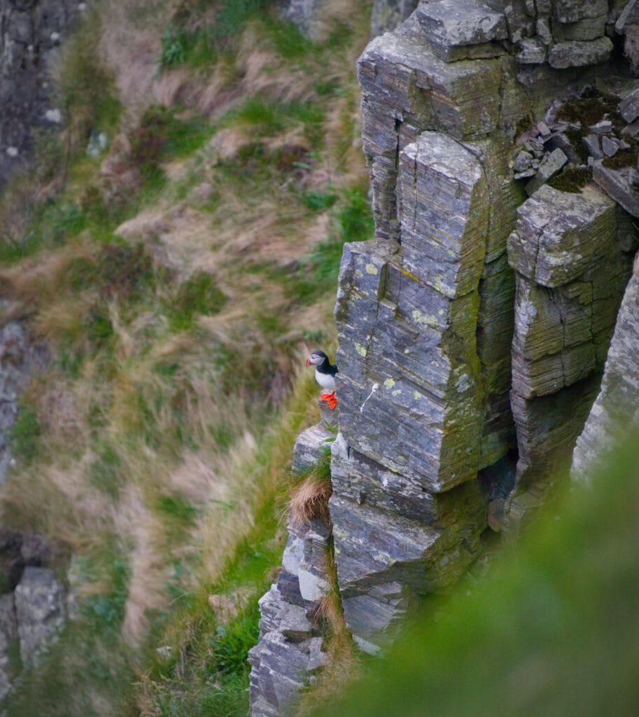 macareux falaise