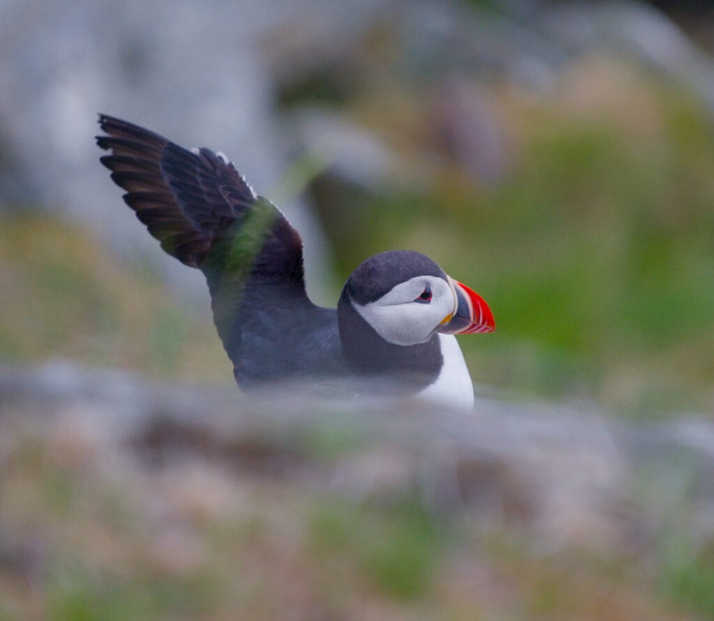macareux en norvège