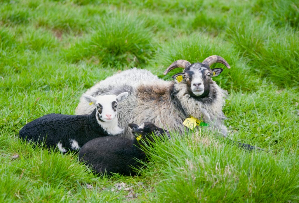 mouton avec ses brebis