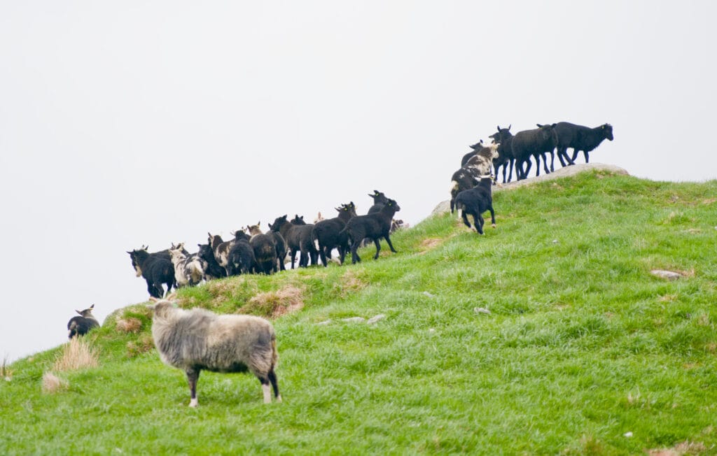 mountons à runde