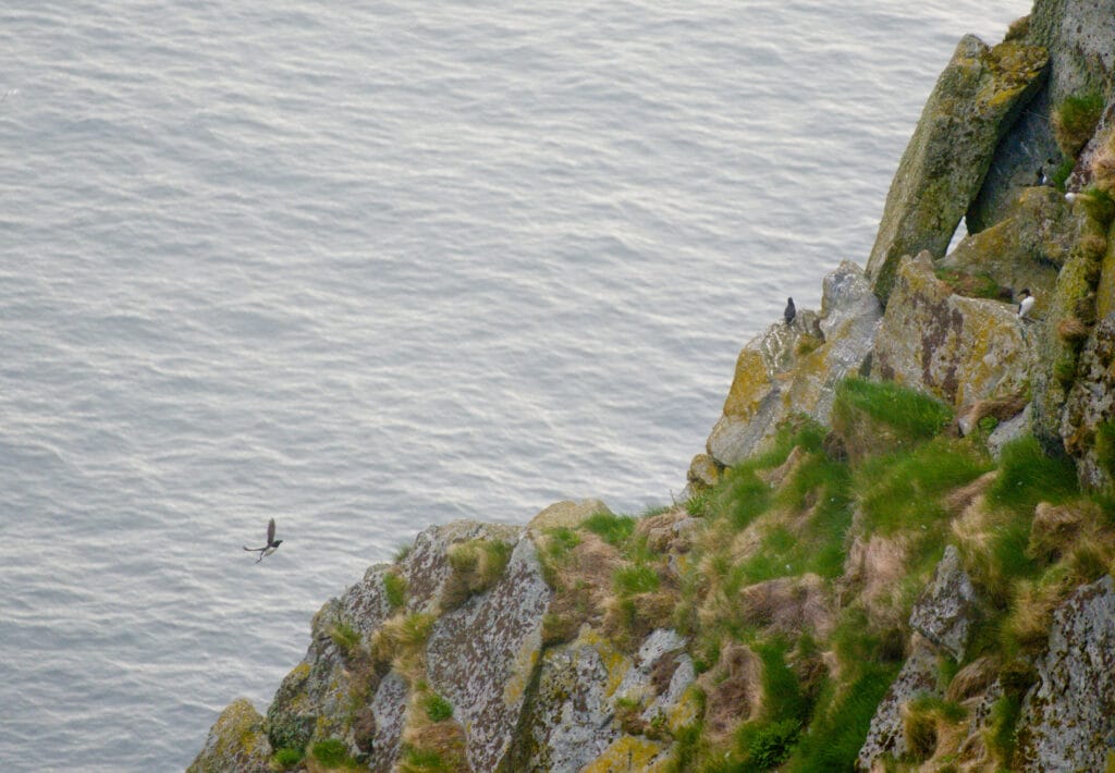 oiseaux runde