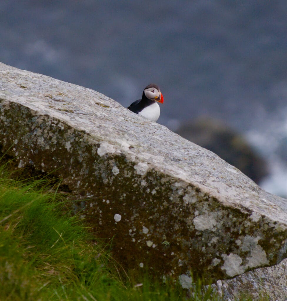 puffin runde