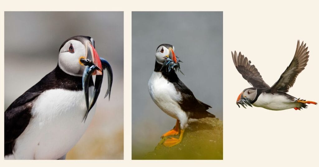 puffin fishing