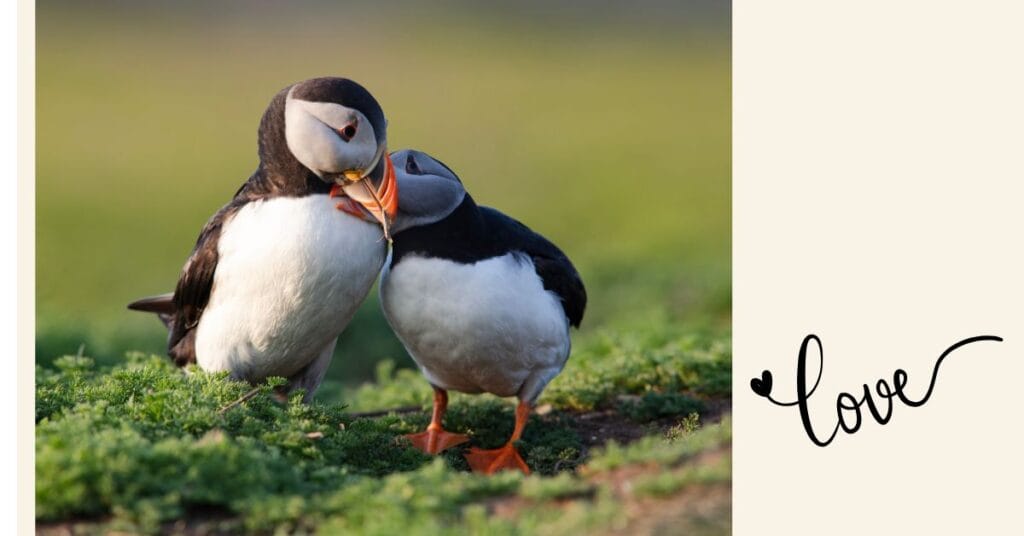 puffin love