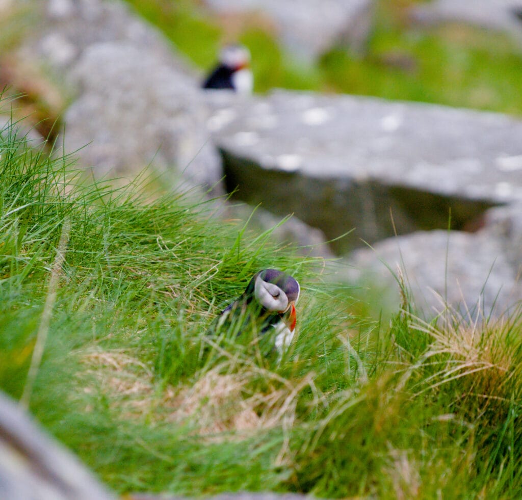 puffin nesting